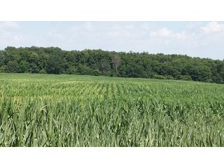 Property photo 1 - Real Estate Auction - 125.5 Acres in 6 Tracts - Tillable Farmland, Country Home, Building Sites, Wooded Land